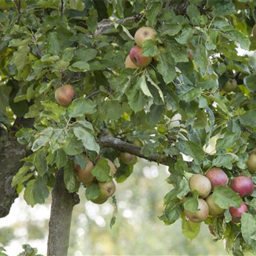 März 2019: Apfelbaum