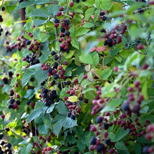 Brombeeren schneiden