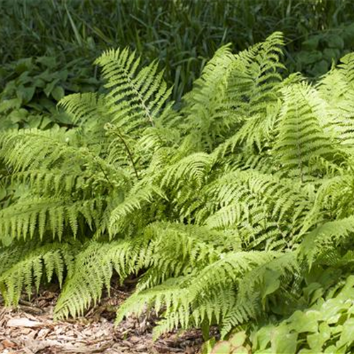 Schattige Stellen im Garten aufhübschen