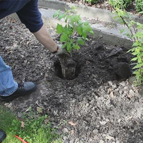 Himbeeren - Einpflanzen im Garten