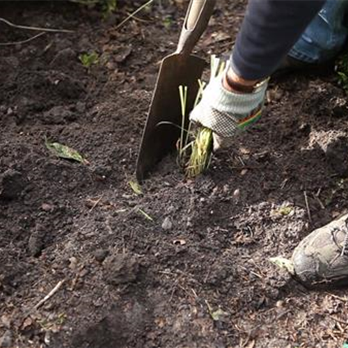 Gräser - Vermehren im Frühling