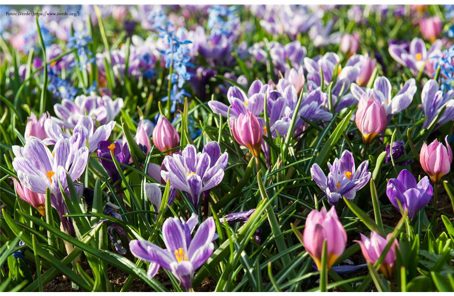 Blumenzwiebeln: Von null auf blühend