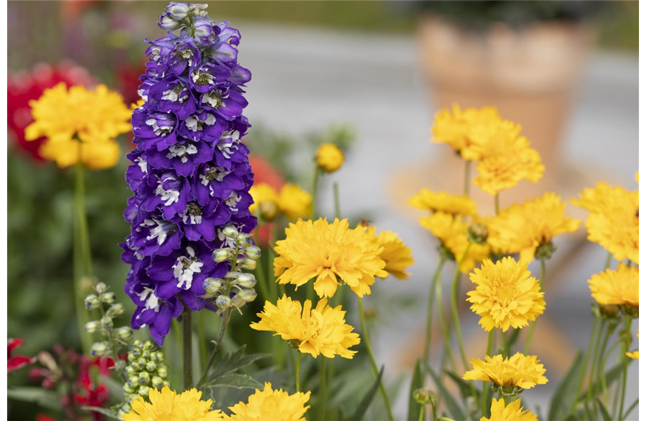 Insektenfreundliche Rosen und ihre Begleiter