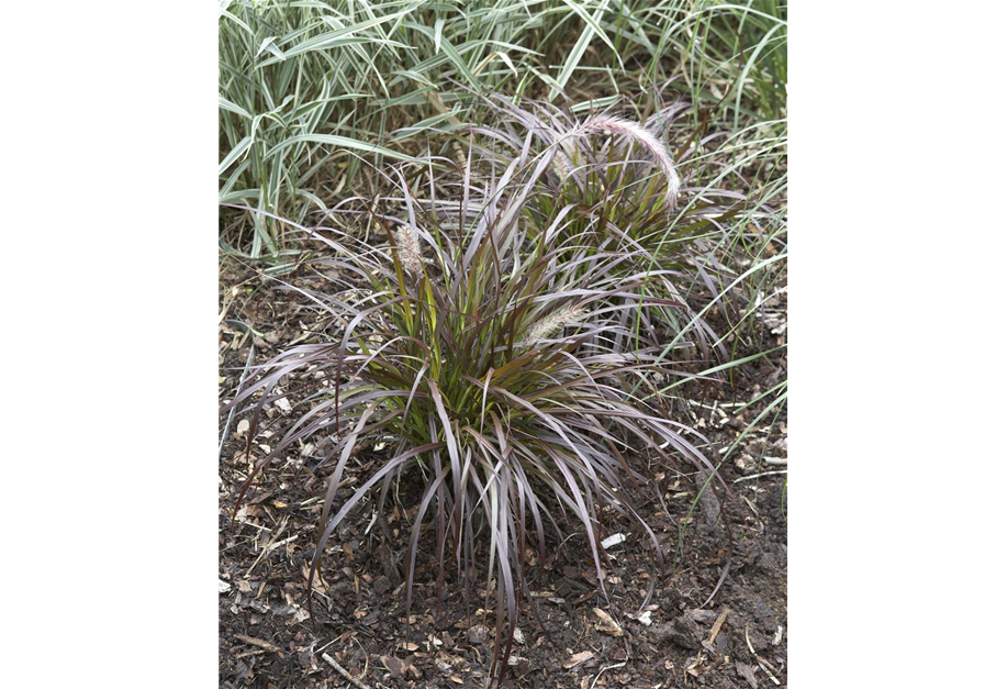 Pennisetum x advena 'Rubrum'