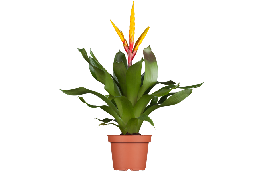 Pflanze März 2025: Bromelien