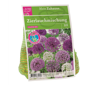 Blumenzwiebel Allium Blütenbälle