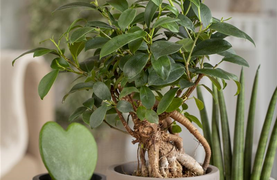 Ficus Ginseng hegen und pflegen